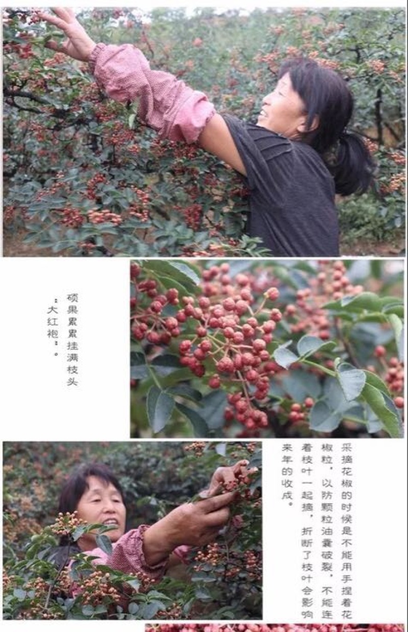 大红袍花椒一级干