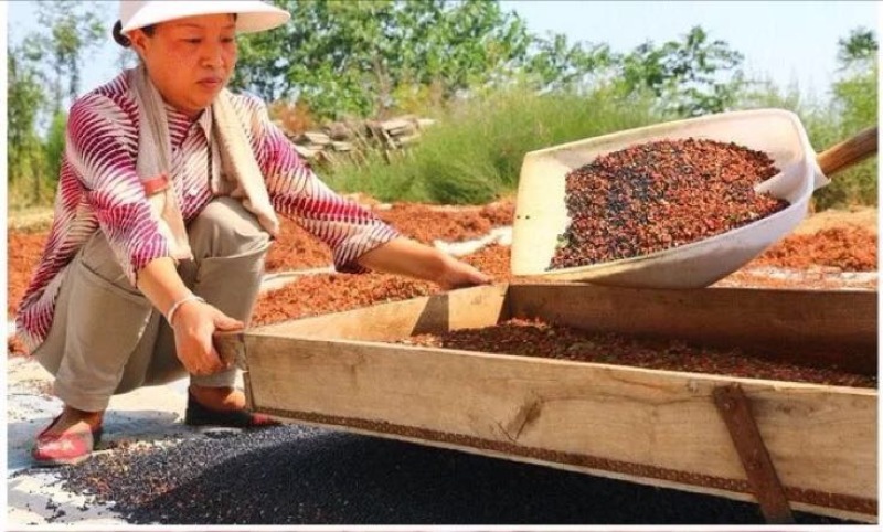 大红袍花椒一级干
