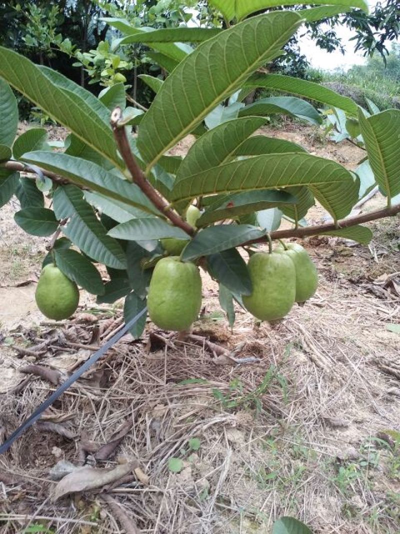 西瓜番石榴苗30~50cm