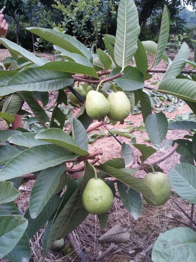 西瓜番石榴苗30~50cm