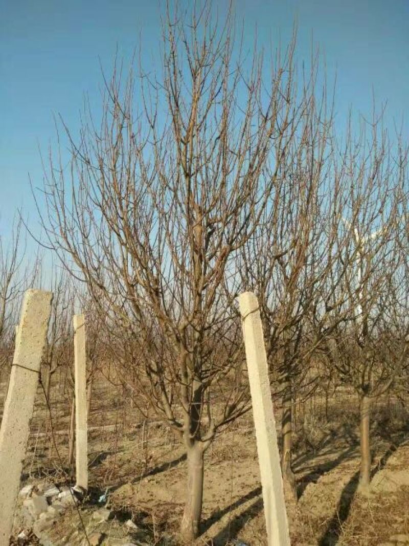 八棱海棠10~12cm4~6cm12~14cm