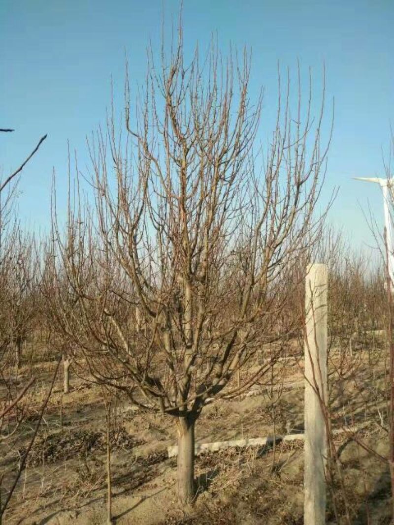八棱海棠10~12cm4~6cm12~14cm