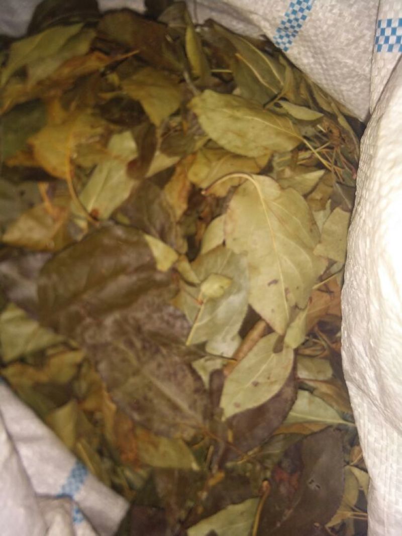 三匹罐山茶叶海棠茶茶叶自然晒干