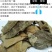 三匹罐山茶叶海棠茶茶叶自然晒干