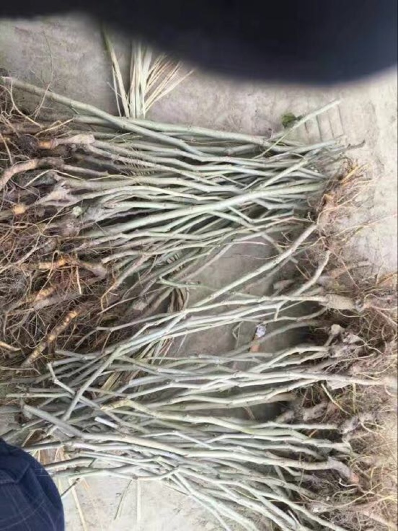 长果桑树苗自家育苗基地品种质量保证根系发达