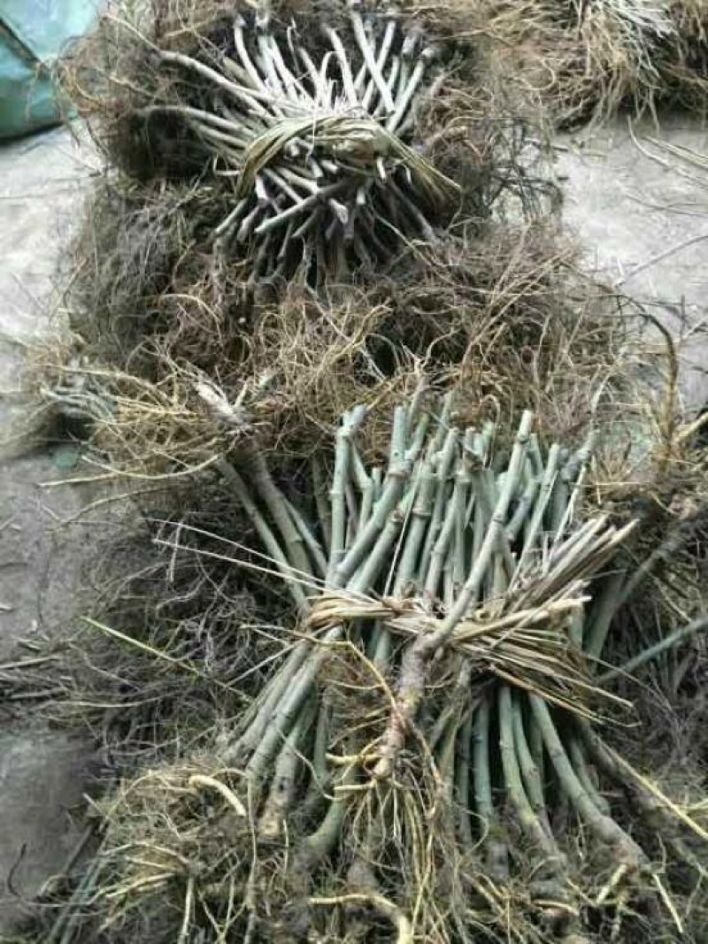 长果桑树苗自家育苗基地品种质量保证根系发达