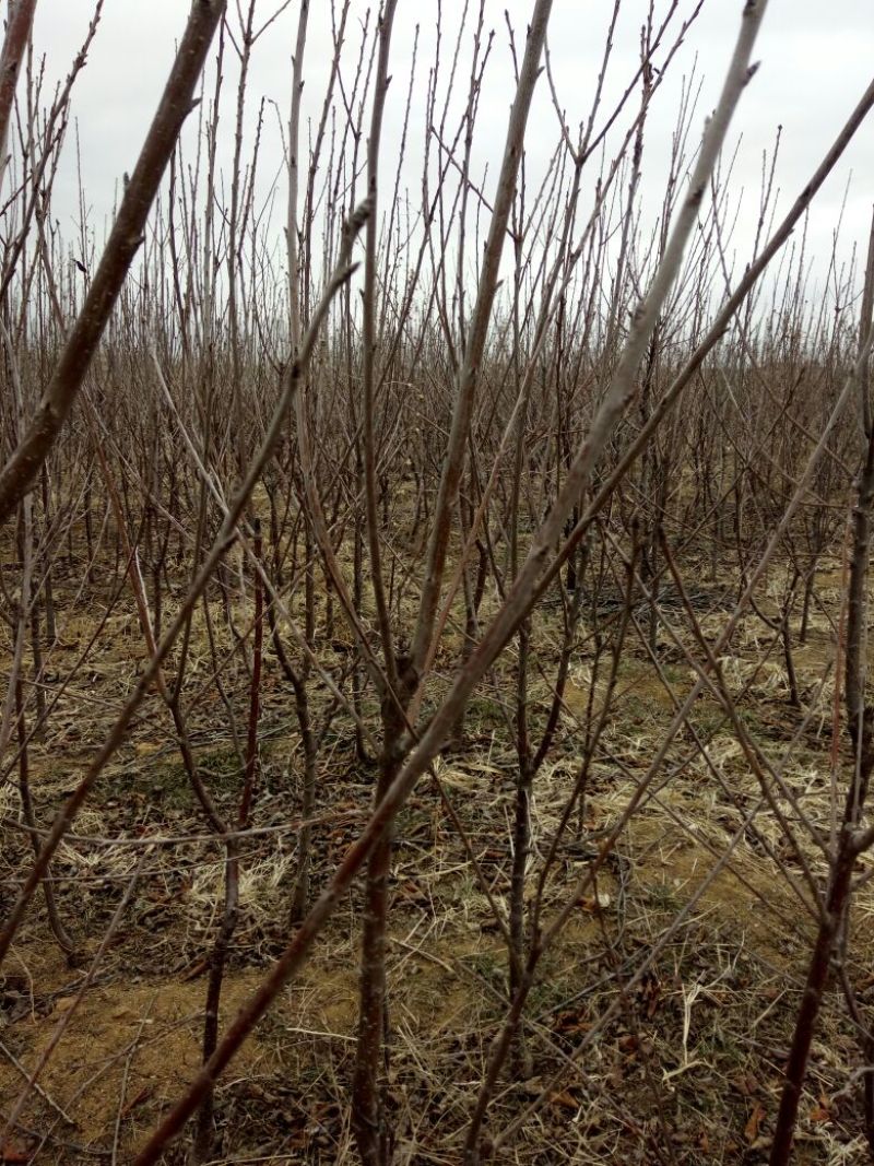 樱桃树苗大樱桃苗樱桃苗基地专业苗圃，丰泰苗木质壮苗纯