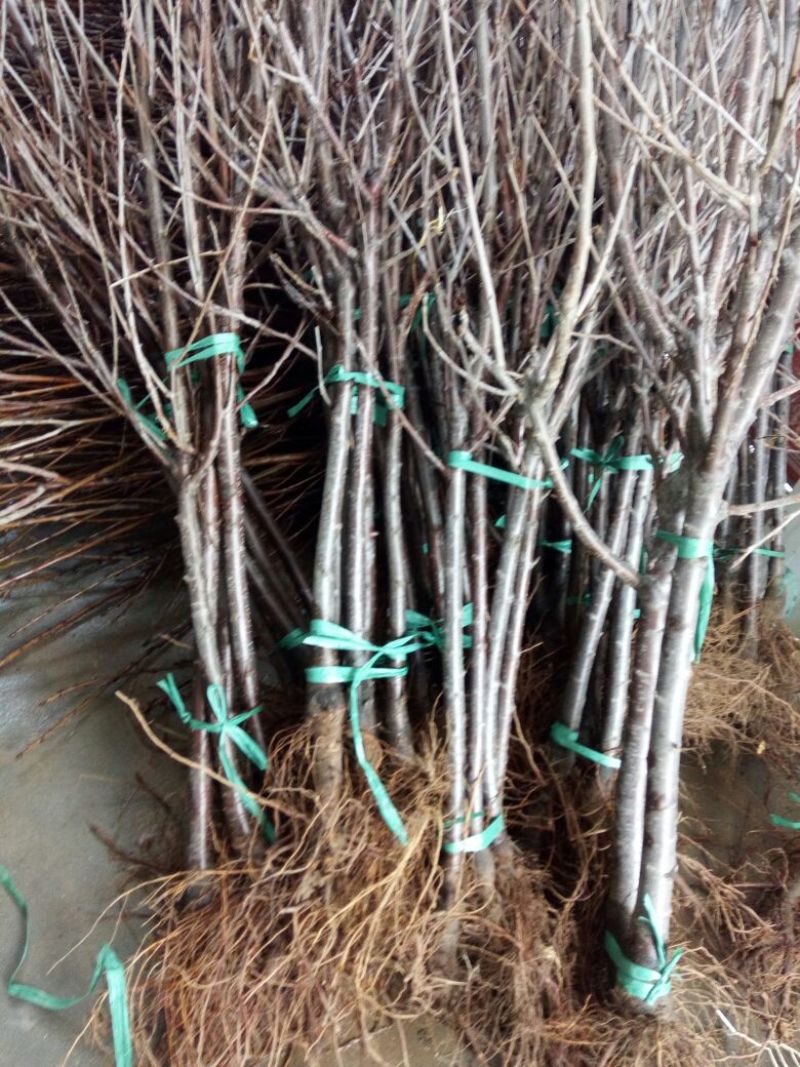 樱桃树苗大樱桃苗樱桃苗基地专业苗圃，丰泰苗木质壮苗纯
