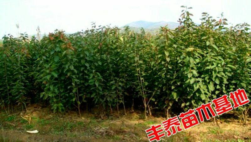 樱桃树苗大樱桃苗樱桃苗基地专业苗圃，丰泰苗木质壮苗纯