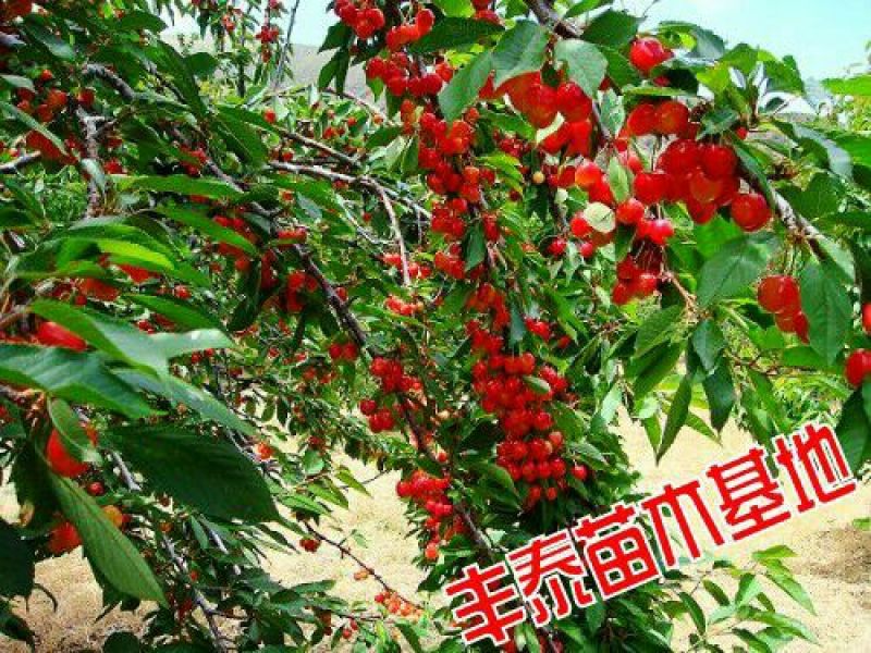 樱桃树苗大樱桃苗樱桃苗基地专业苗圃，丰泰苗木质壮苗纯