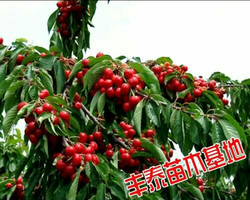樱桃树苗大樱桃苗樱桃苗基地专业苗圃，丰泰苗木质壮苗纯