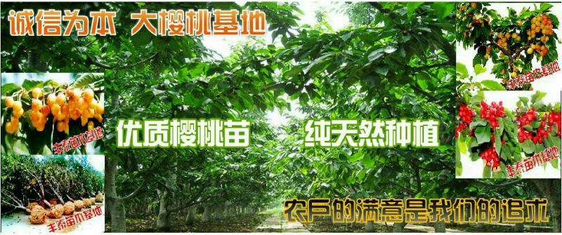 樱桃树苗大樱桃苗樱桃苗基地专业苗圃，丰泰苗木质壮苗纯