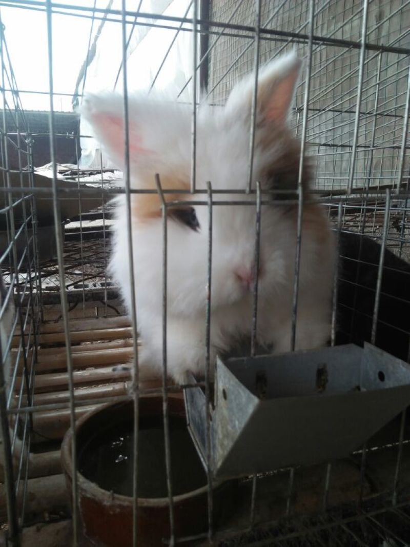 宠物兔，观赏兔，幼兔成年兔