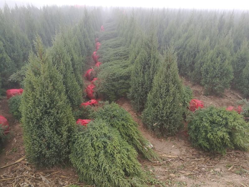 桧柏基地直销景观绿化自然塔形四季常绿
