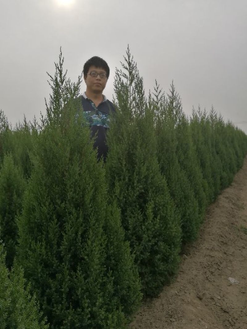 园柏基地直销望都塔桧1.5米自然塔形