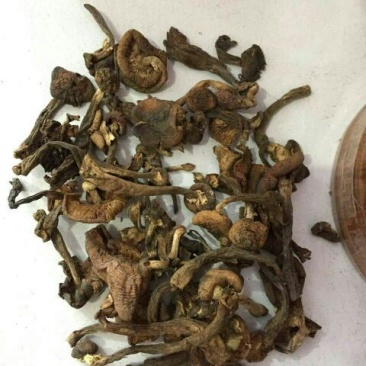榛蘑