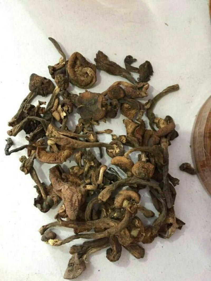 榛蘑