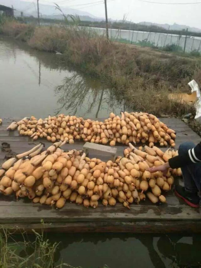 藕粉