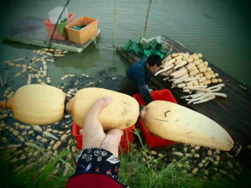 藕粉