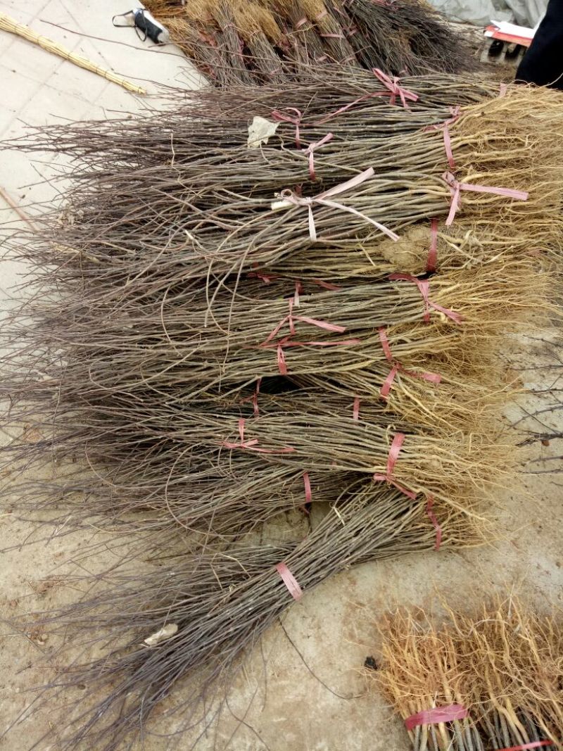 大红袍花椒树苗50~80cm现起现发