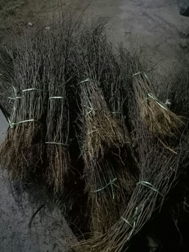 大红袍花椒树苗50~80cm现起现发
