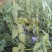 架豆王豆角20厘米以上