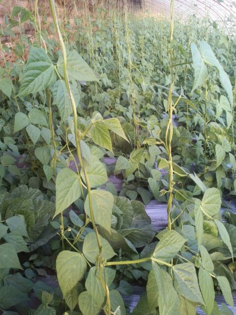 架豆王豆角20厘米以上