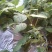 架豆王豆角20厘米以上