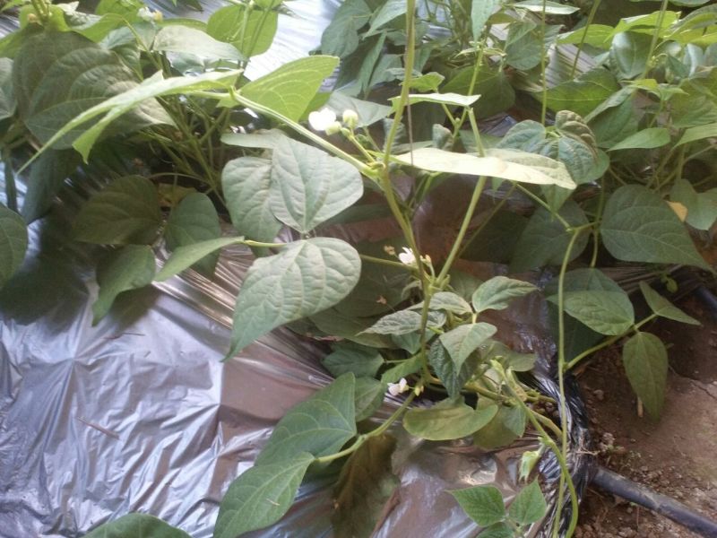 架豆王豆角20厘米以上