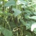 架豆王豆角20厘米以上