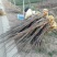香玲辽核8518核桃苗三年苗100~200cm