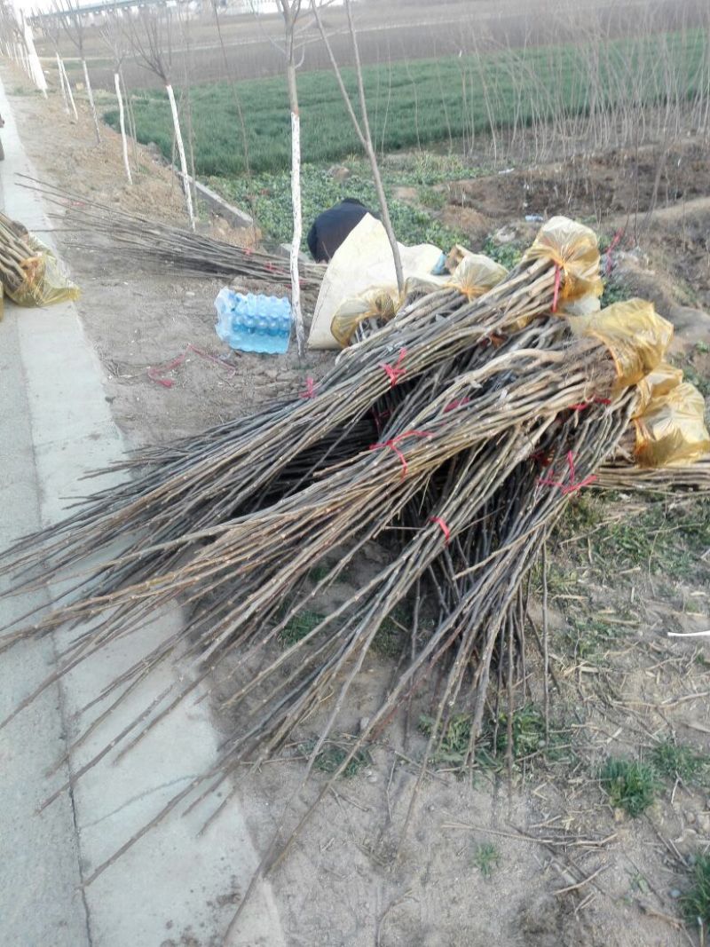 香玲辽核8518核桃苗三年苗100~200cm