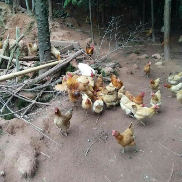 大山里生态散养三黄土鸡.(6个月以下)正宗三黄土鸡