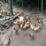大山里生态散养三黄土鸡.(6个月以下)正宗三黄土鸡
