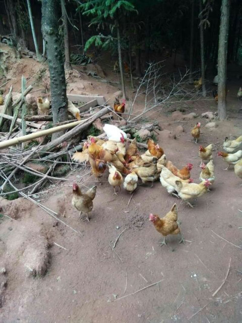 大山里生态散养三黄土鸡.(6个月以下)正宗三黄土鸡