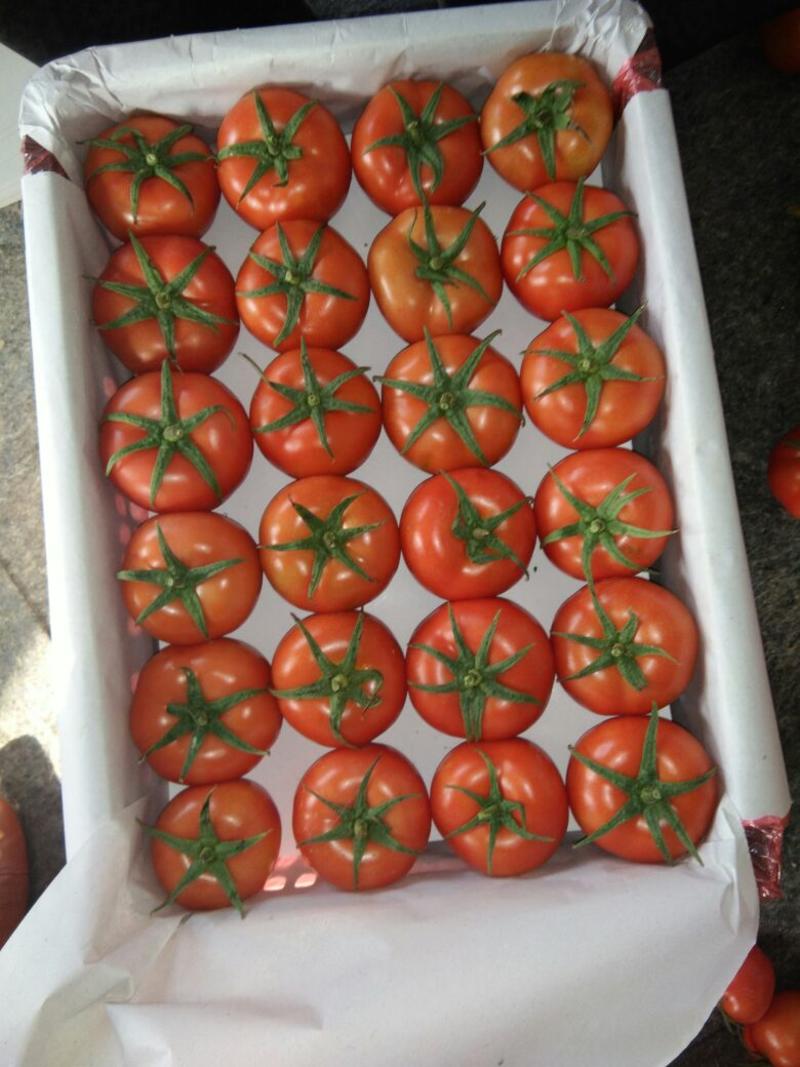 寿光大红西红柿产地实力代收供应超市档口电商食堂