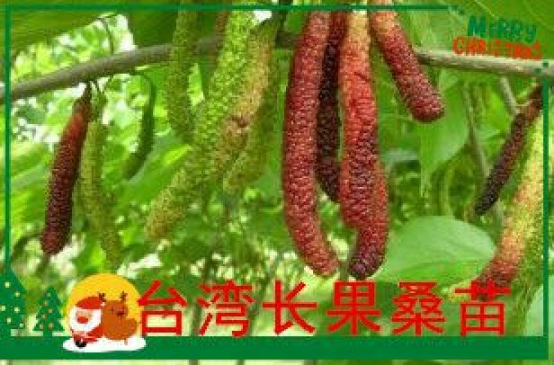 长果桑树苗50cm