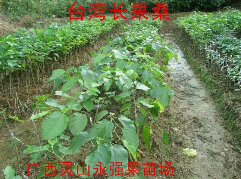 长果桑树苗50cm