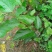 长果桑树苗50cm