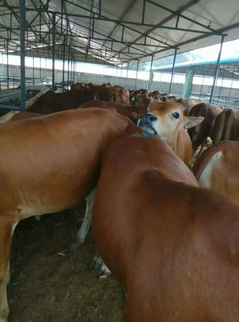 鲁西黄牛200~300kg