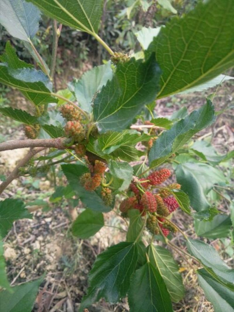 长果桑树苗50cm