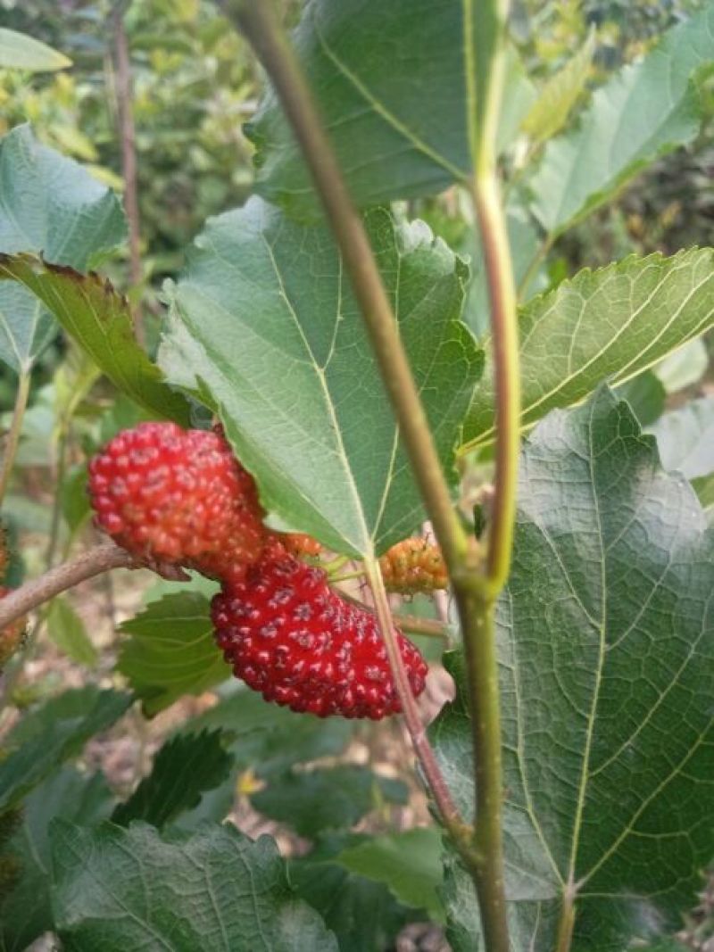 长果桑树苗50cm