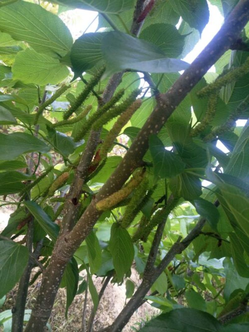 长果桑树苗50cm