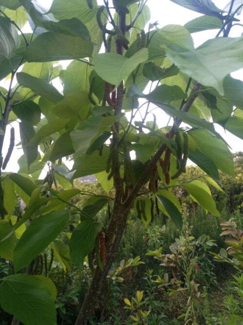 长果桑树苗50cm