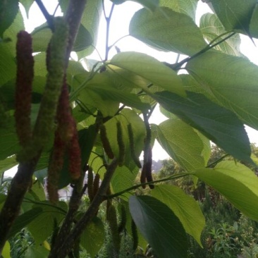 长果桑树苗50cm