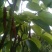 长果桑树苗50cm