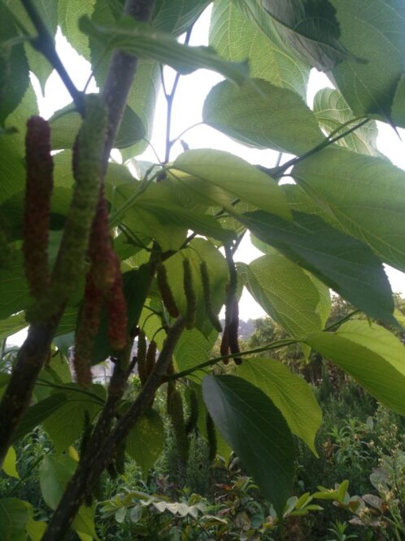长果桑树苗50cm