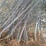 红肉苹果苗119-062年红肉苹果苗苹果新品种红肉苹果