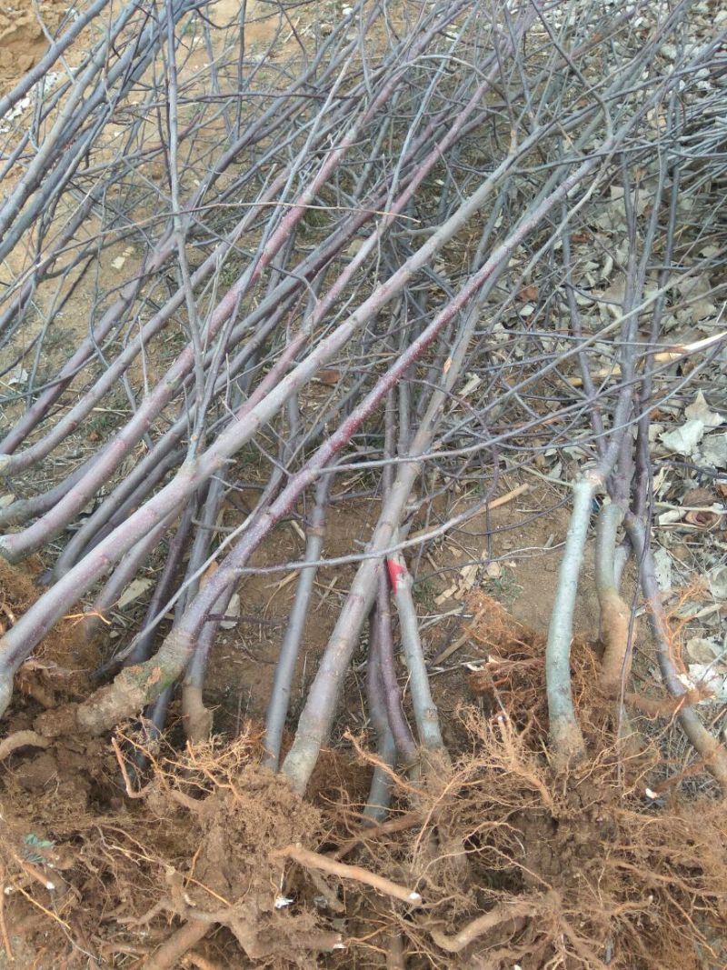 红肉苹果苗119-062年红肉苹果苗苹果新品种红肉苹果