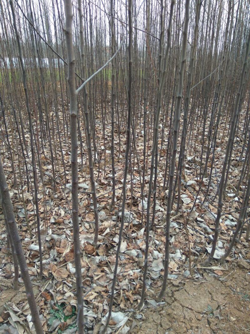 红肉苹果苗119-062年红肉苹果苗苹果新品种红肉苹果